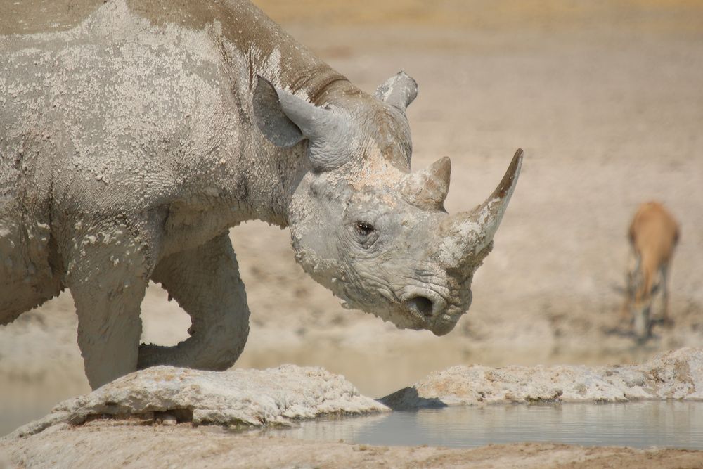 Weiße Tiere in der Etosha (1)