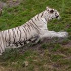 Weiße Tiger 002b