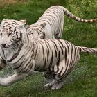 Weiße Tiger 014