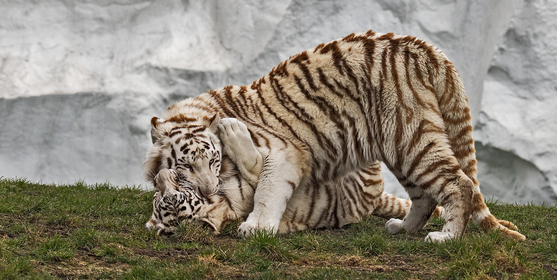 Weiße Tiger 015