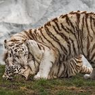 Weiße Tiger 015