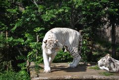 weiße Tiger 1
