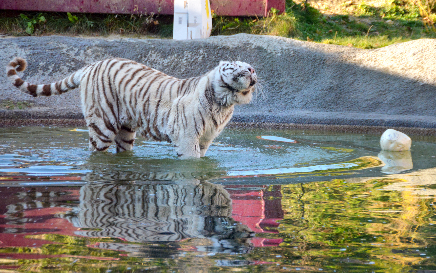 Weisse Tiger..