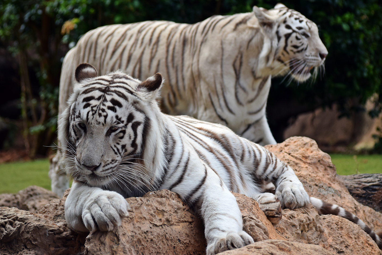 Weiße Tiger 2