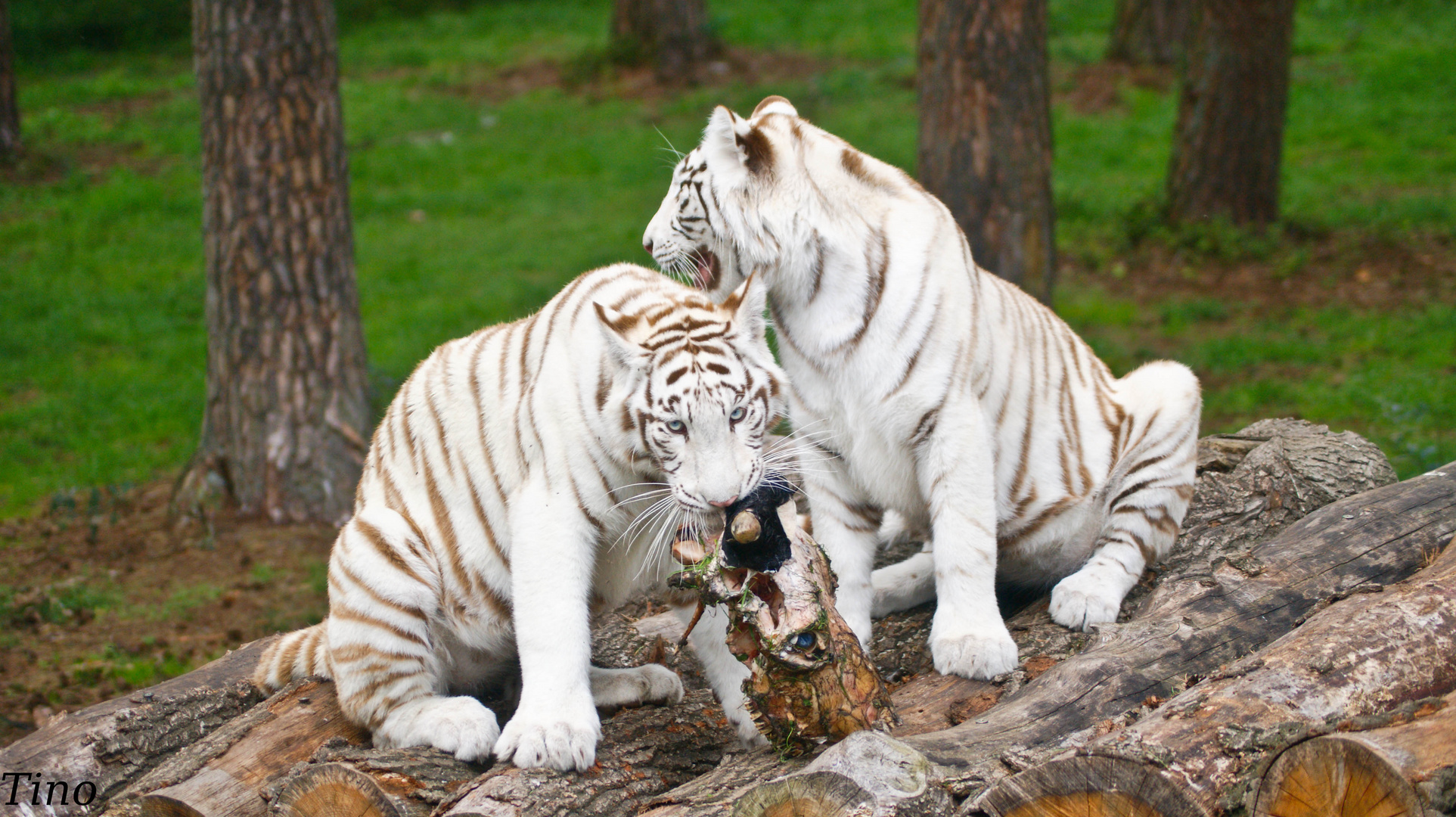 weiße tiger