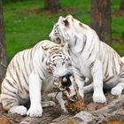 weiße tiger