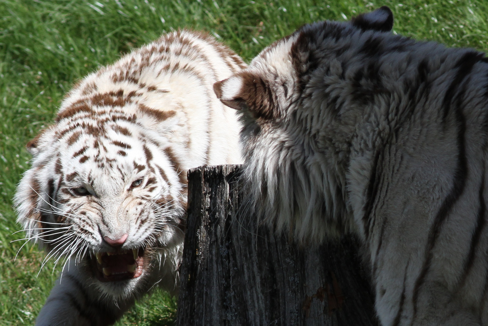 Weiße Tiger / Ärger im Paradies