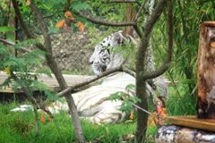 Weiße Tiger, Amneville Zoo, Frankreich