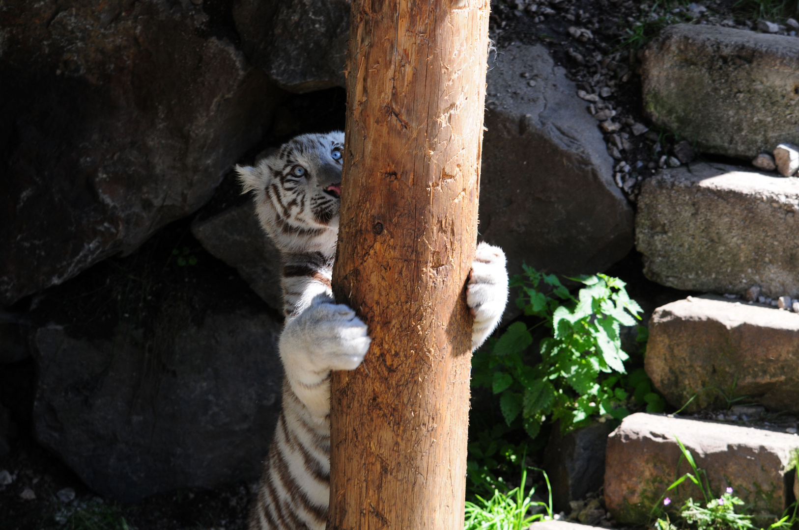 Weisse Tiger