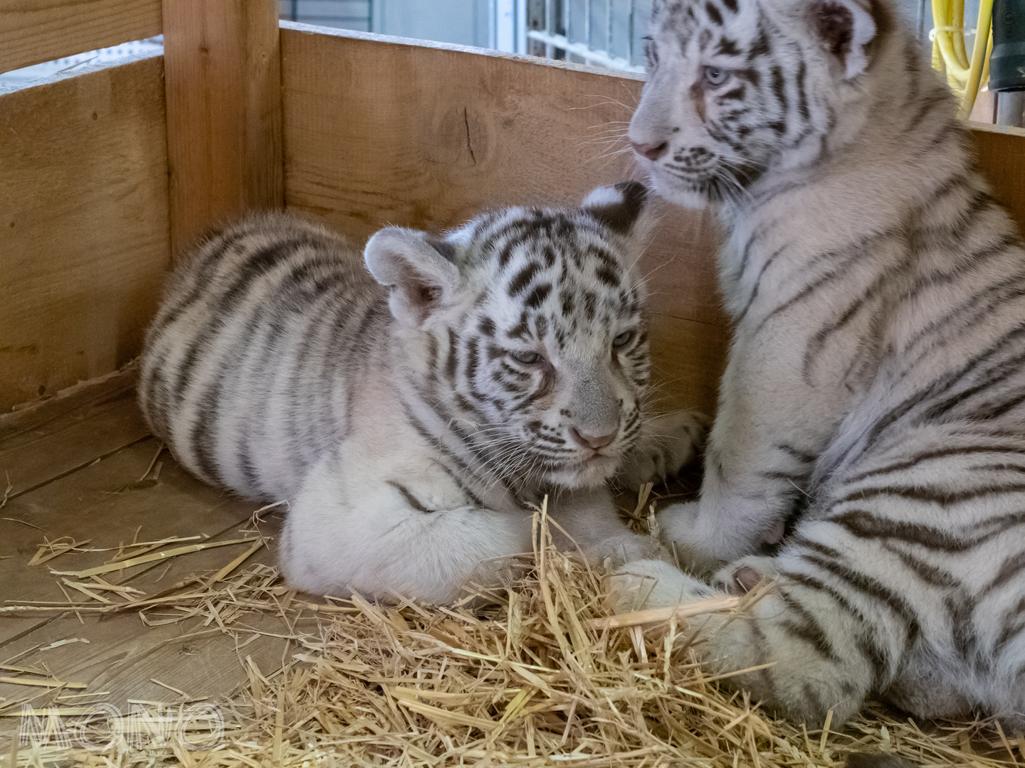 Weisse Tiger Babys Foto Bild Natur Zoo Tiere Bilder Auf Fotocommunity