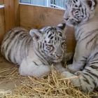 weiße Tiger-Babys