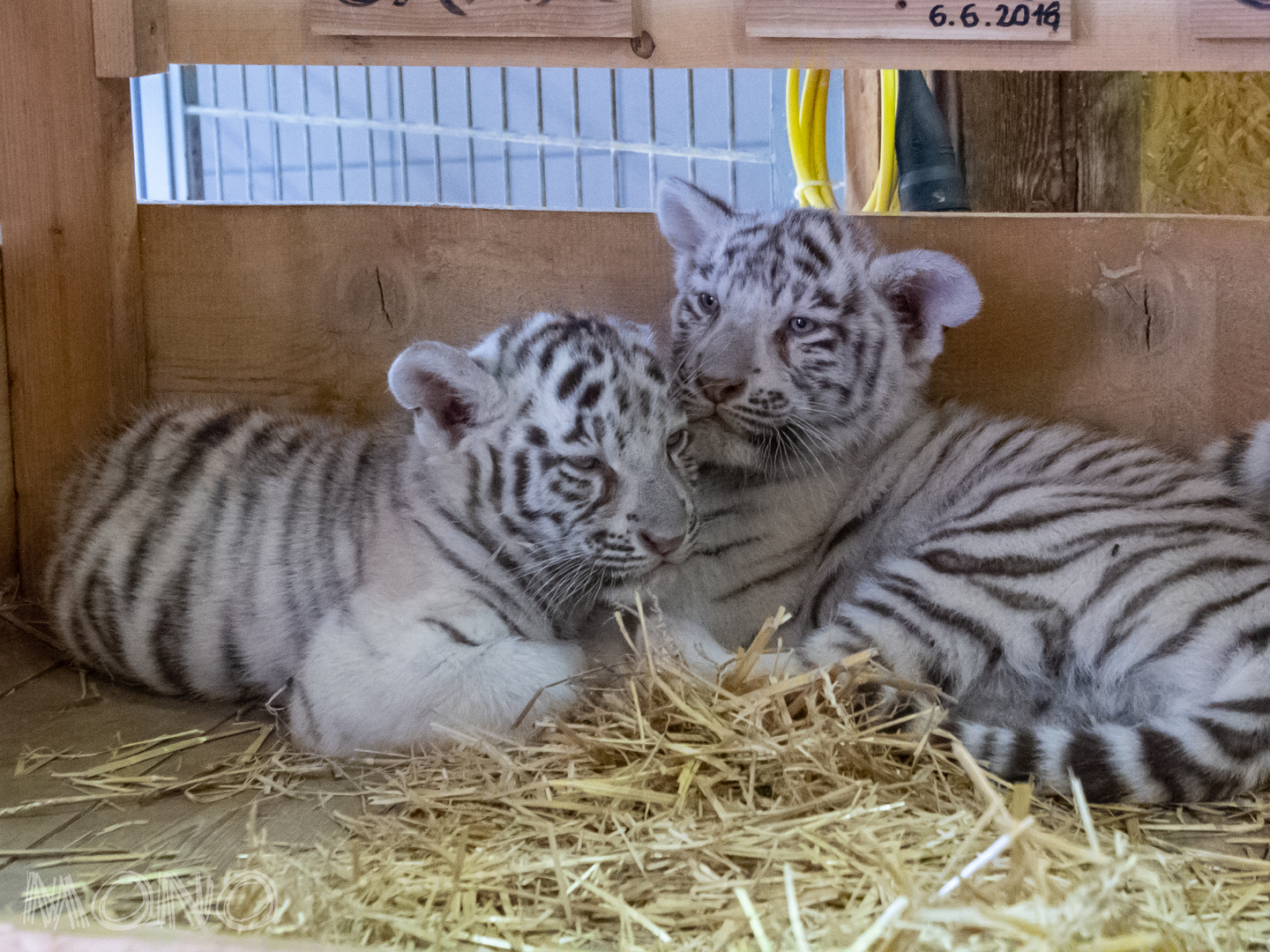 Weisse Tiger Babys Foto Bild Natur Zoo Tiere Bilder Auf Fotocommunity