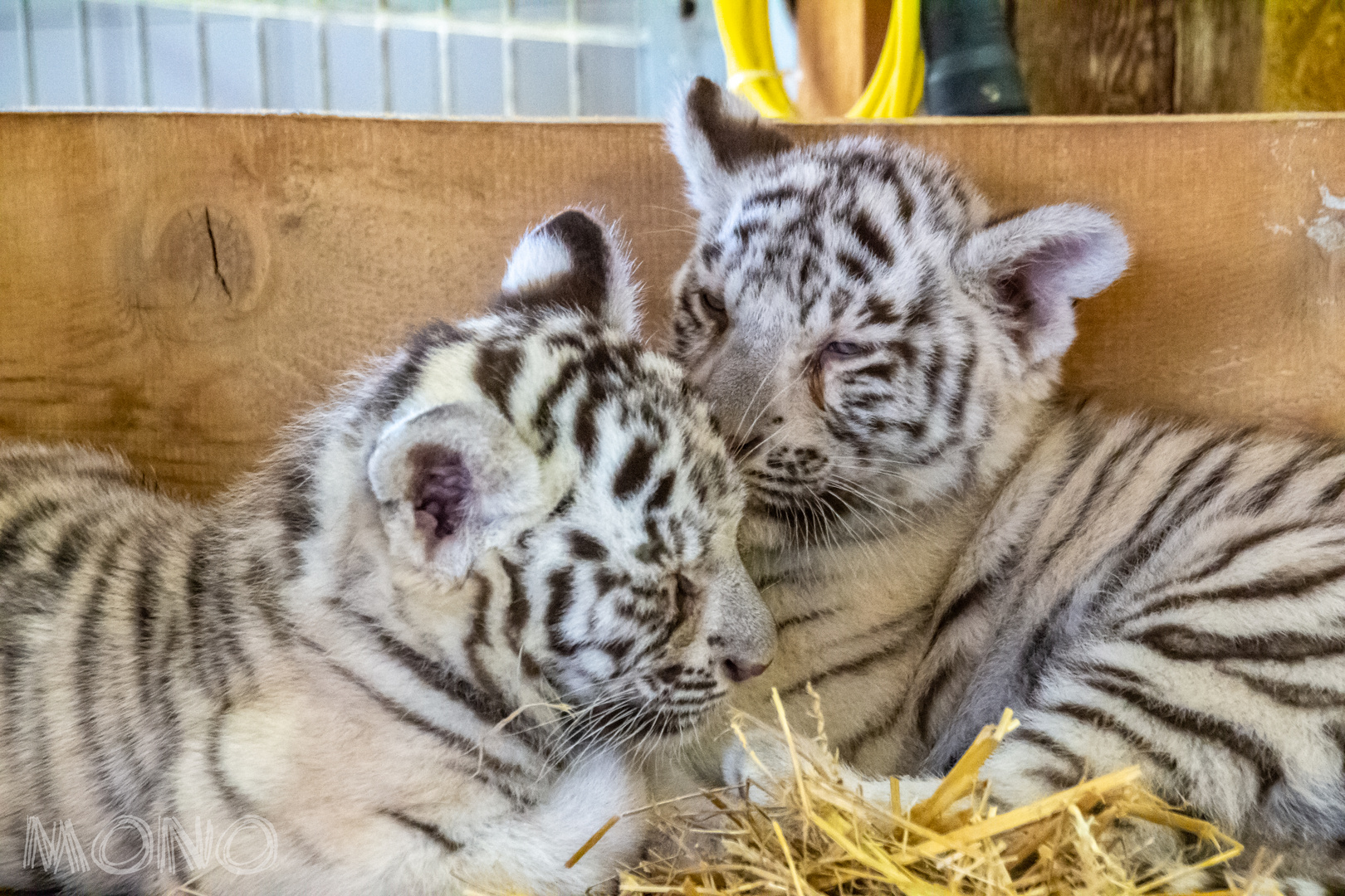 Weisse Tiger Babys Foto Bild Natur Zoo Tiere Bilder Auf Fotocommunity