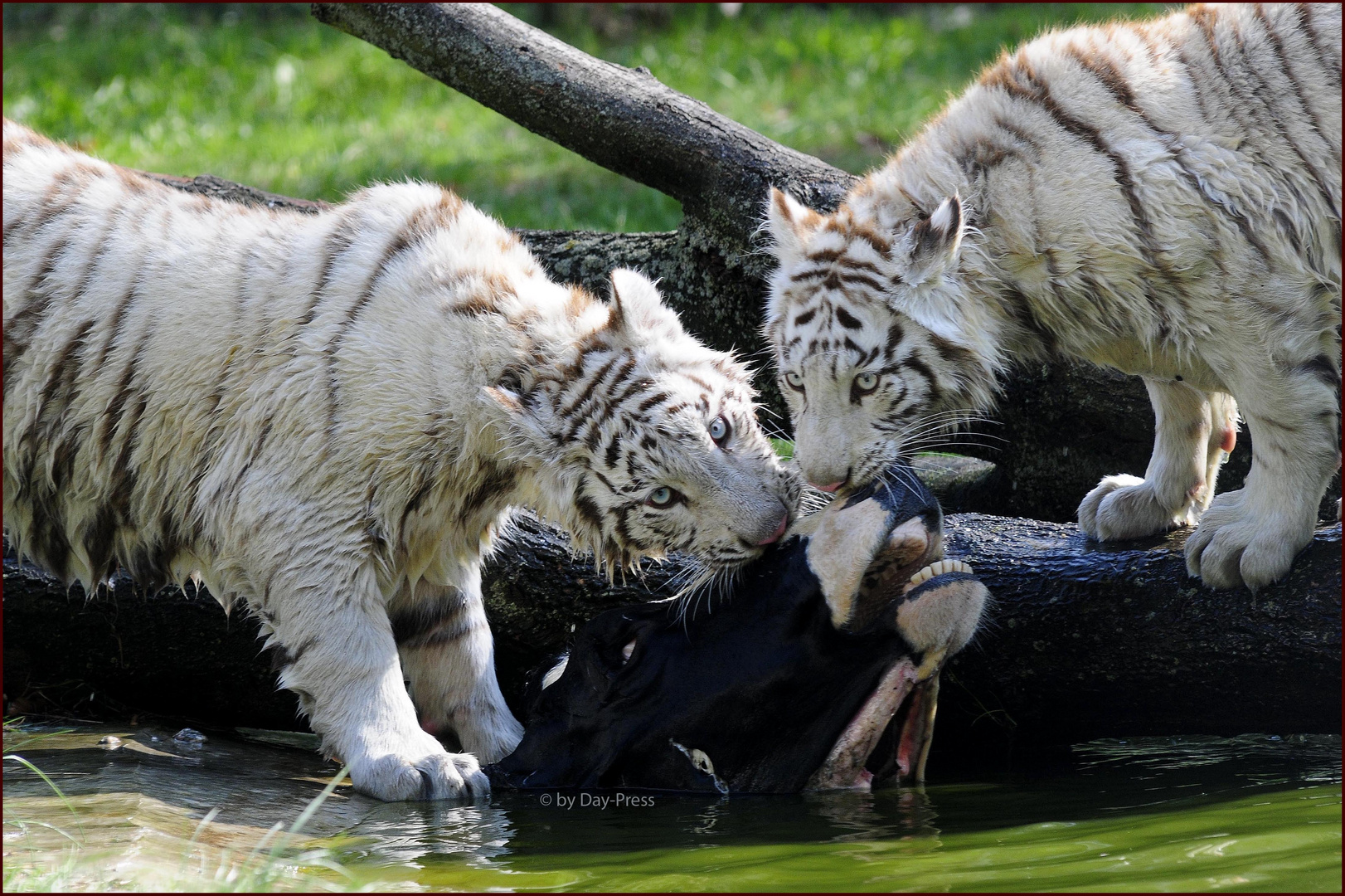 Weisse Tiger beim Fressen