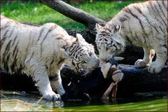 Weisse Tiger beim Fressen