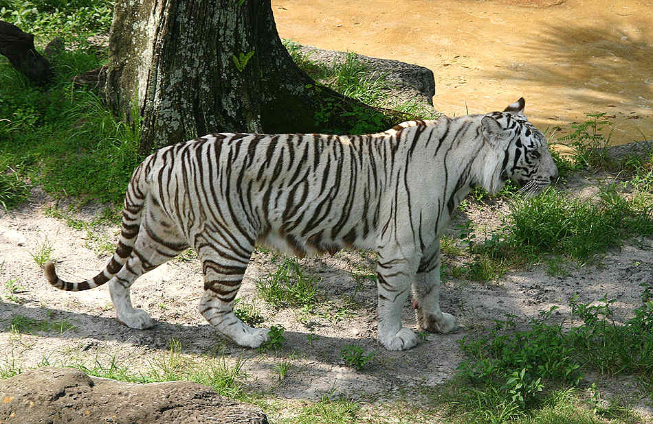 Weisse Tiger