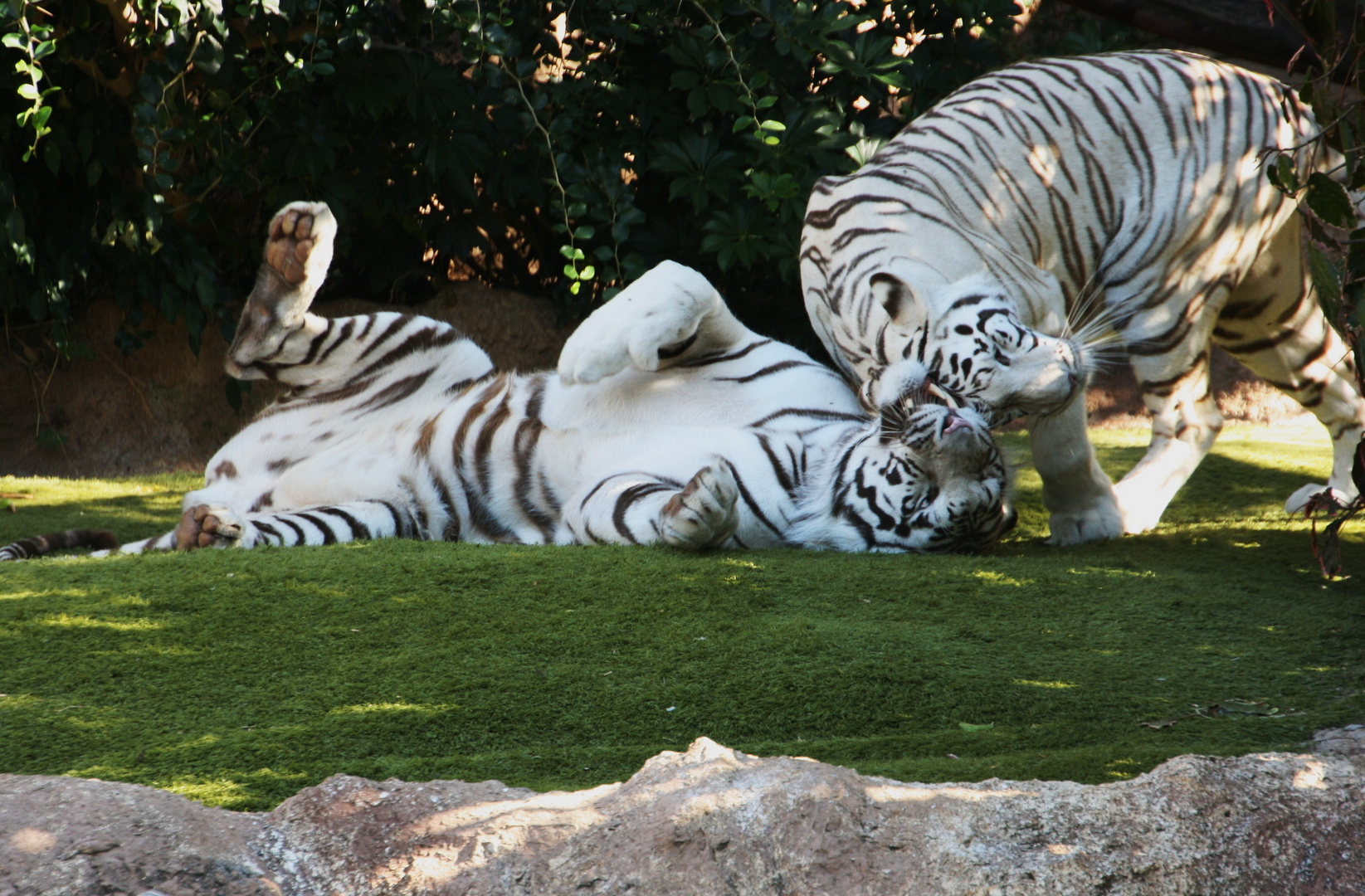 Weisse Tiger im Loro Park