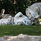 Weisse Tiger im Loro Park