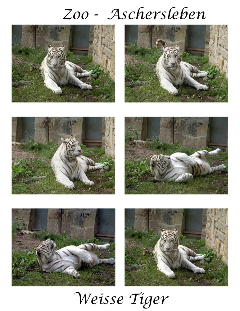 Weisse Tiger im Zoo (Aschersleben)