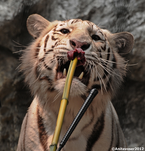 Weisse Tiger-Lady Arisha