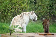 Weiße Tiger (Panthera tigris), Amneville Zoo, Frankreich.