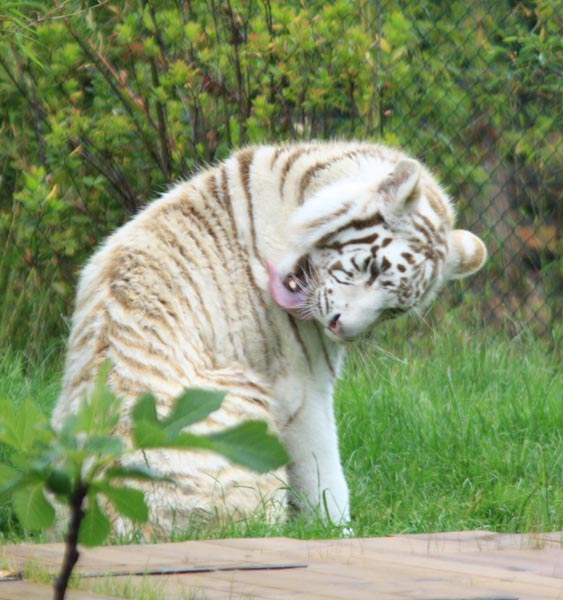 Weiße Tiger (Panthera tigris), Amneville Zoo, Frankreich