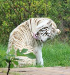 Weiße Tiger (Panthera tigris), Amneville Zoo, Frankreich