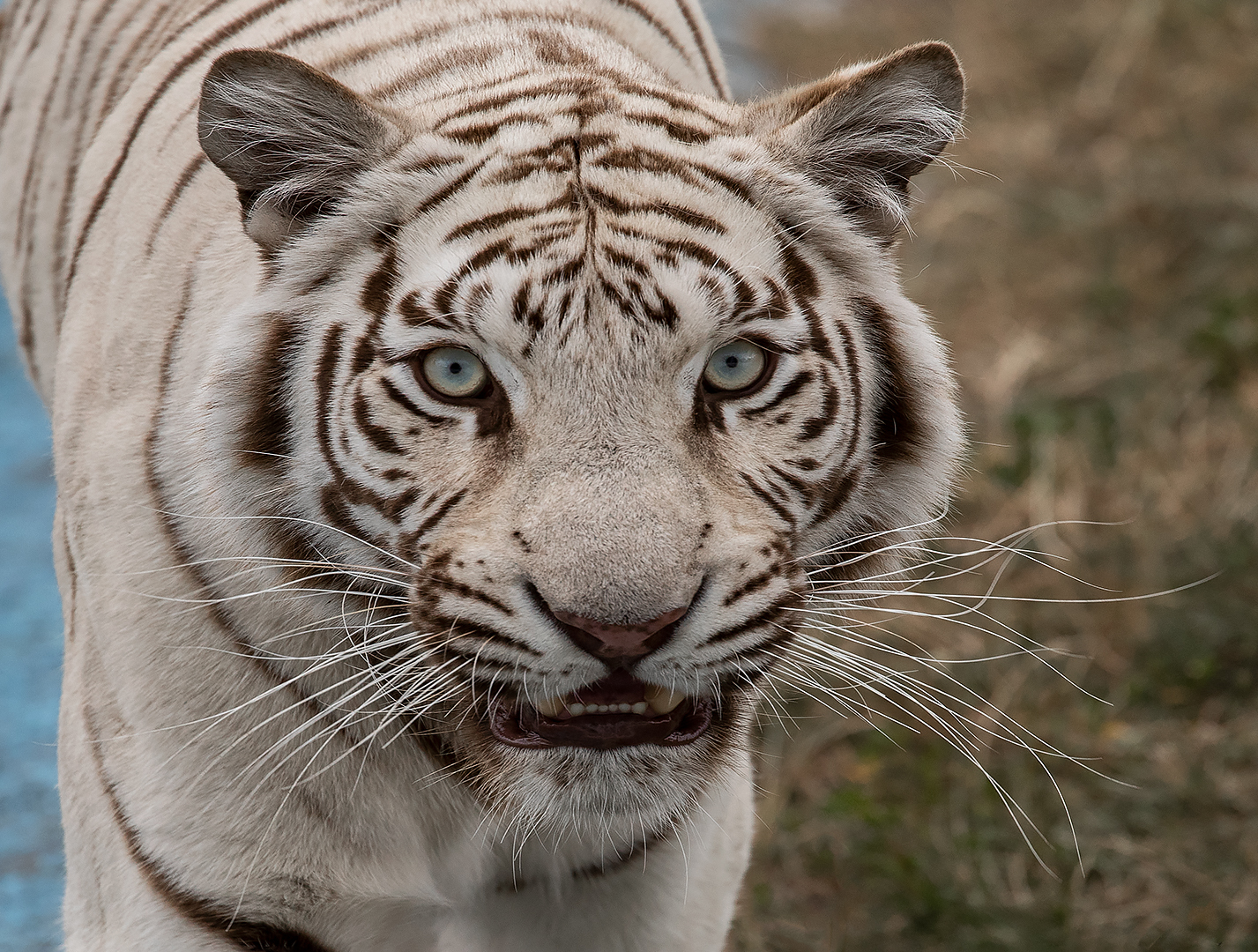 Weiße Tiger Portrait 003