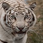 Weiße Tiger Portrait 003