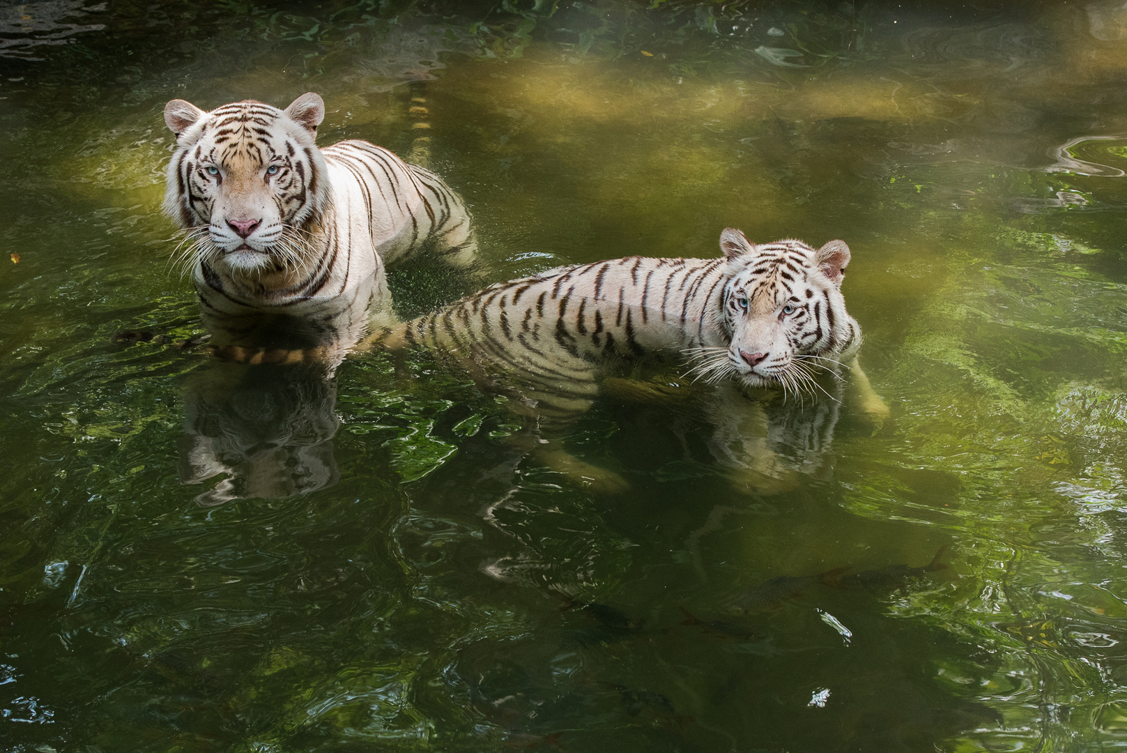 Weisse Tiger (Singapur)