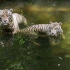 Weisse Tiger (Singapur)