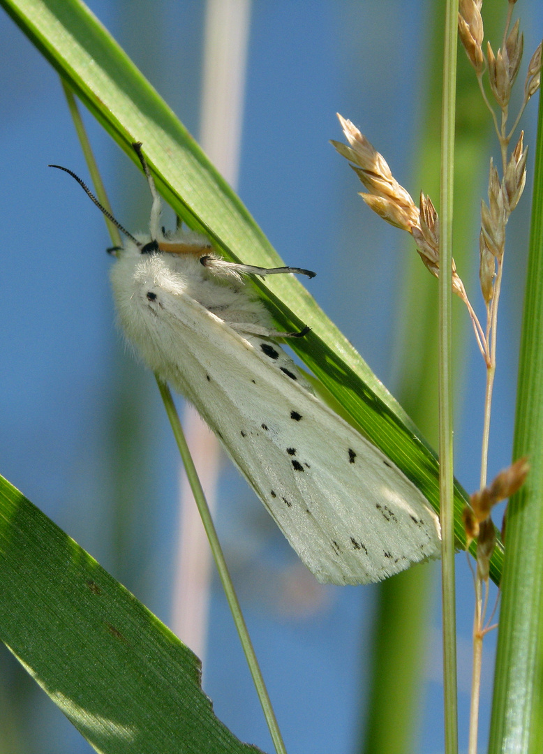 Weisse Tigermotte