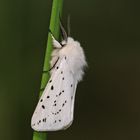 Weiße Tigermotte oder auch Punktierter Fleckleibbär (Spilosoma lubricipeda)