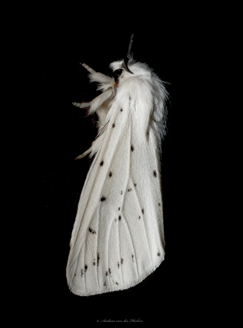 Weiße Tigermotte (Spilosoma lubricipeda)