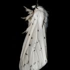 Weiße Tigermotte (Spilosoma lubricipeda)