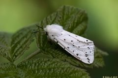 Weiße Tigermotte (Spilosoma lubricipeda)