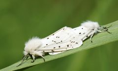 Weiße Tigermotten bei der Paarung