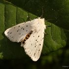 Weiße Tigermotte/Spilosoma lubricipeda