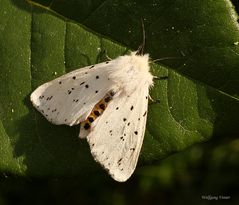 Weiße Tigermotte/Spilosoma lubricipeda
