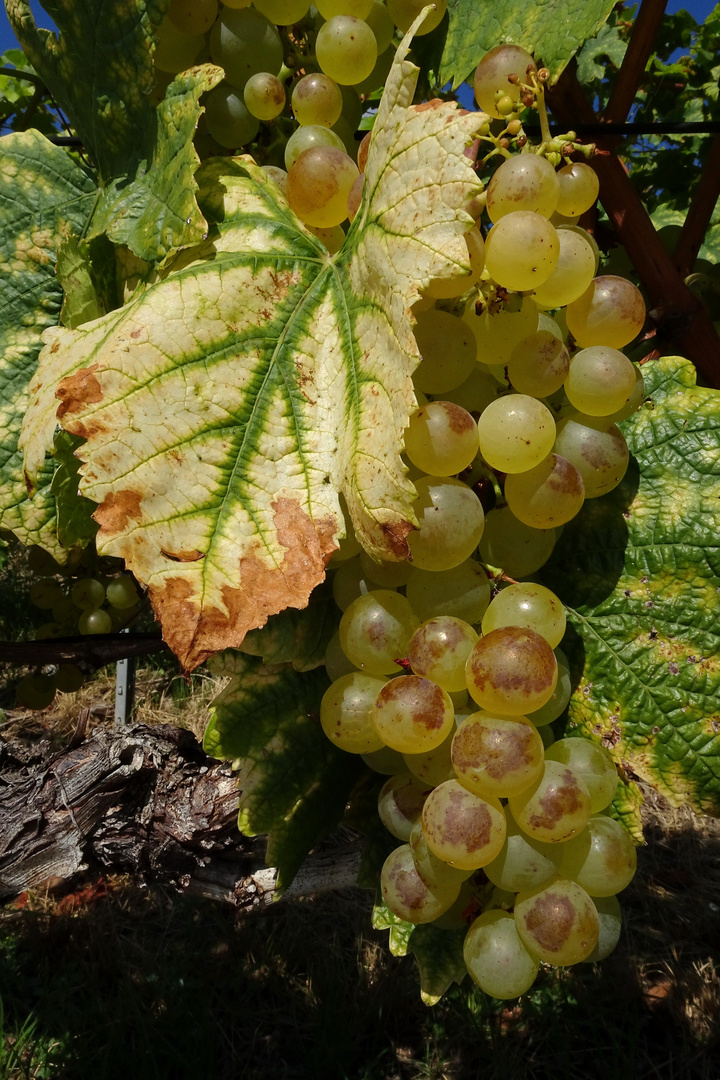 Weisse Trauben in Les Lavaux