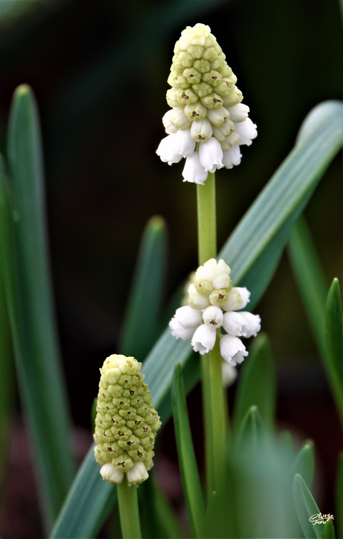 Weiße Traubenhyazinthe (Muscari alba)