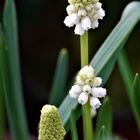 Weiße Traubenhyazinthe (Muscari alba)