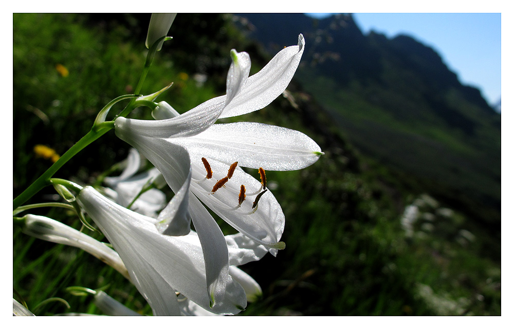 Weisse Trichterlilie