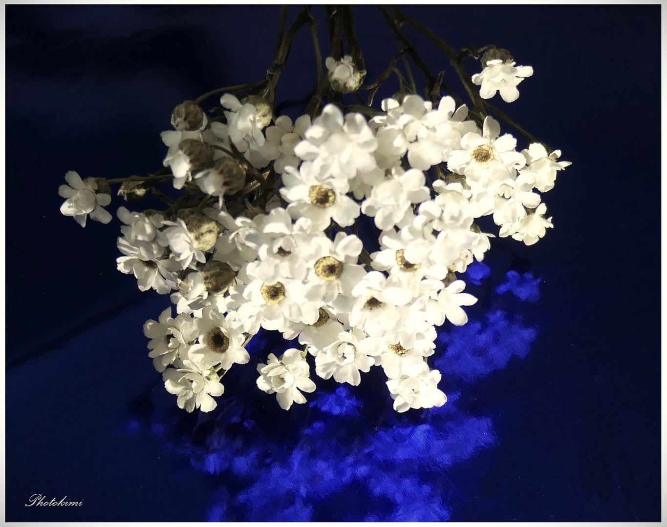 Weiße Trocken-Blumen 