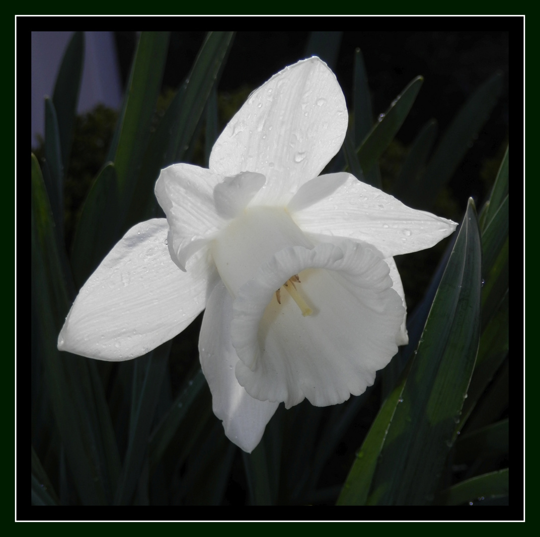 Weiße Trompeten-Narzisse (Narcissus 'Mount Hood')