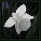 Weiße Trompeten-Narzisse (Narcissus 'Mount Hood')