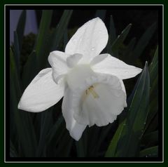 Weiße Trompeten-Narzisse (Narcissus 'Mount Hood')