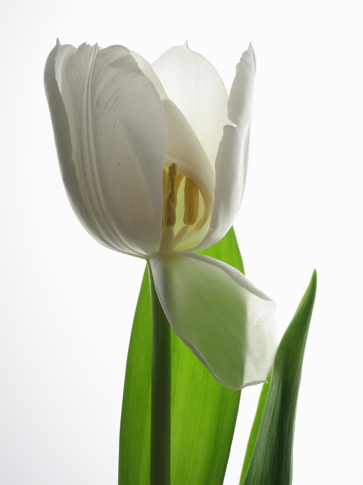 Weiße Tulpe 01