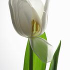 Weiße Tulpe 01