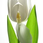 Weiße Tulpe 02